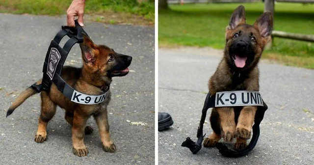 wholesome - uplifting - german shepherd police puppy