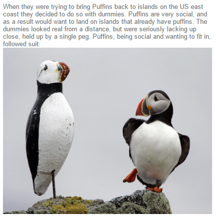 wholesome - uplifting - puffin standing on one leg - When they were trying to bring Puffins back to islands on the Us east coast they decided to do so with dummies. Puffins are very social, and as a result would want to land on islands that already have p
