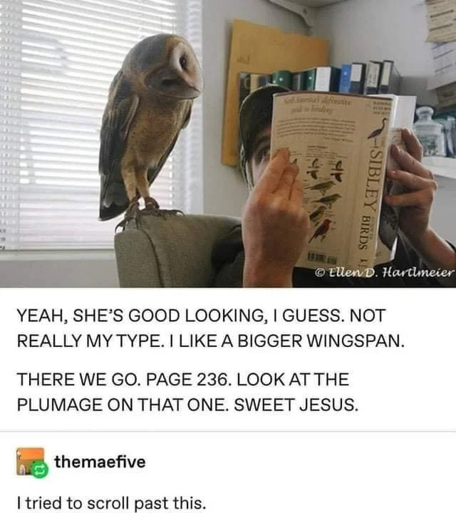 wholesome - uplifting - owl memes - A finitive themaefive Yeah, She'S Good Looking, I Guess. Not Really My Type. I A Bigger Wingspan. There We Go. Page 236. Look At The Plumage On That One. Sweet Jesus. I tried to scroll past this. Sibley Birds Ellen D. H