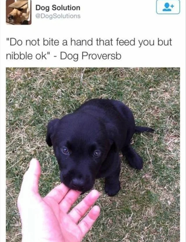wholesome - uplifting - nibble ok meme - Dog Solution "Do not bite a hand that feed you but nibble ok" Dog Proversb