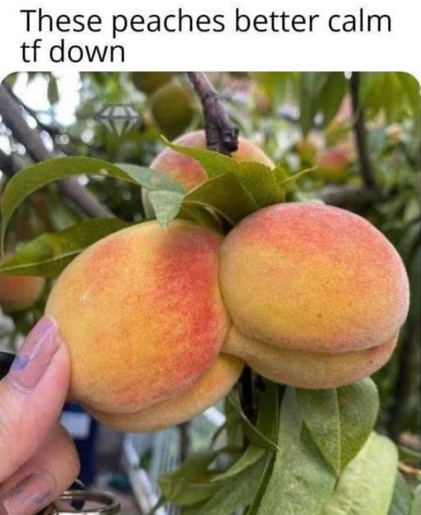 funny and naughty memes for adults - natural foods - These peaches better calm tf down