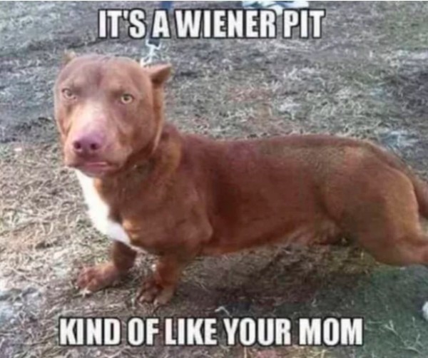 funny and naughty memes for adults - weiner pit meme - It'S A Wiener Pit Kind Of Your Mom