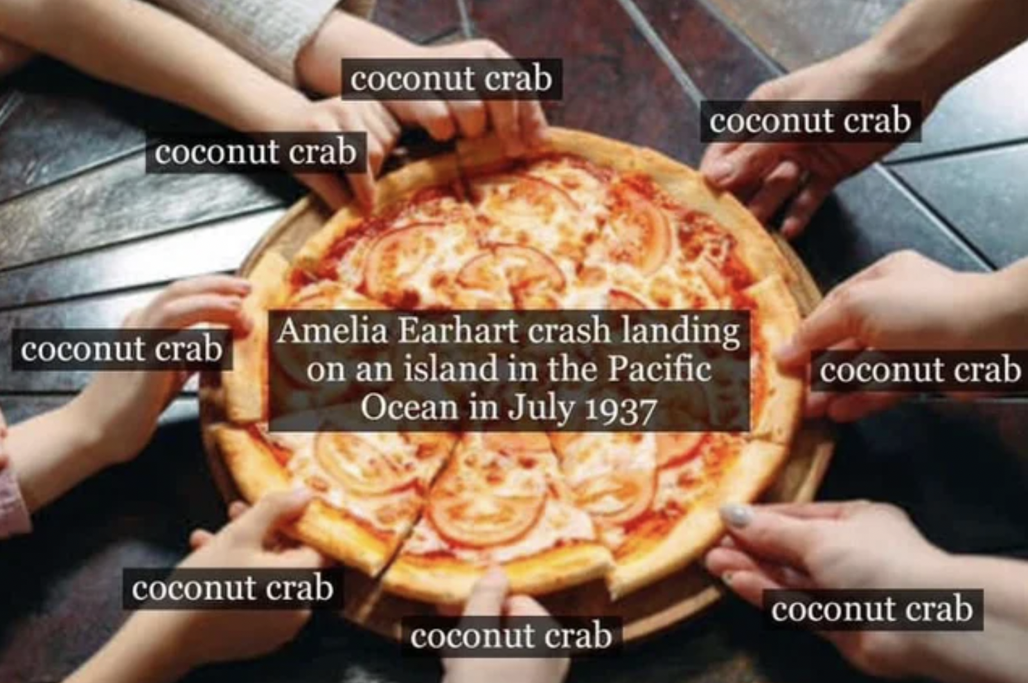 Oddly Specific Pictures - pizza cheese - coconut crab coconut crab coconut crab coconut crab Amelia Earhart crash landing on an island in the Pacific Ocean in coconut crab coconut crab coconut crab coconut crab