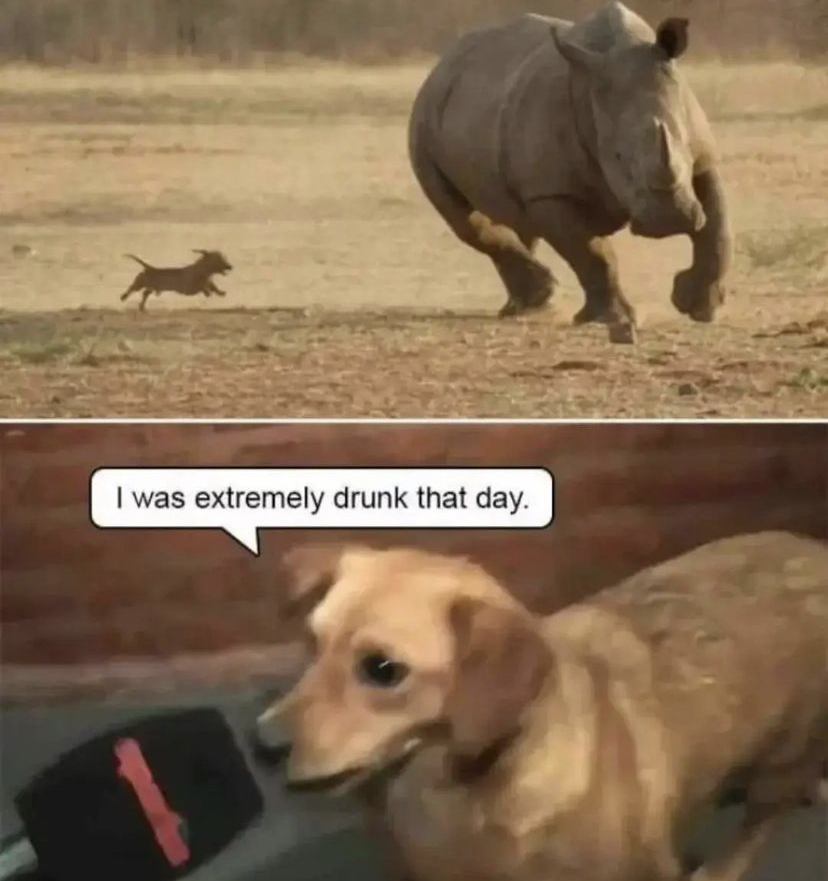 funny memes - small dog chasing rhino meme - I was extremely drunk that day.