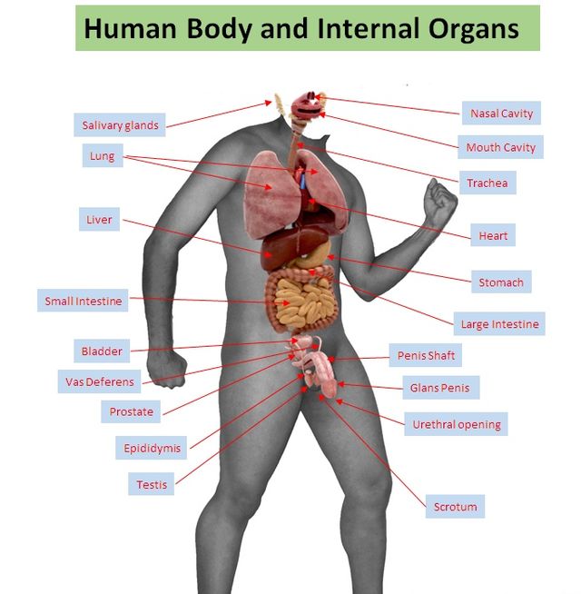Not Fun Facts - human organs - Human Body and Internal Organs