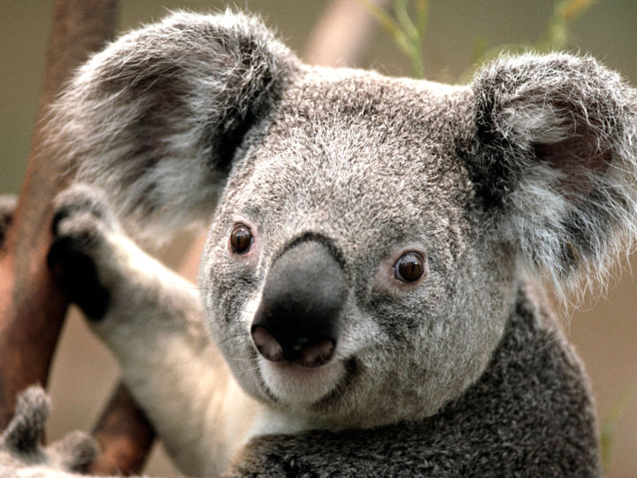 Not Fun Facts - windows koala