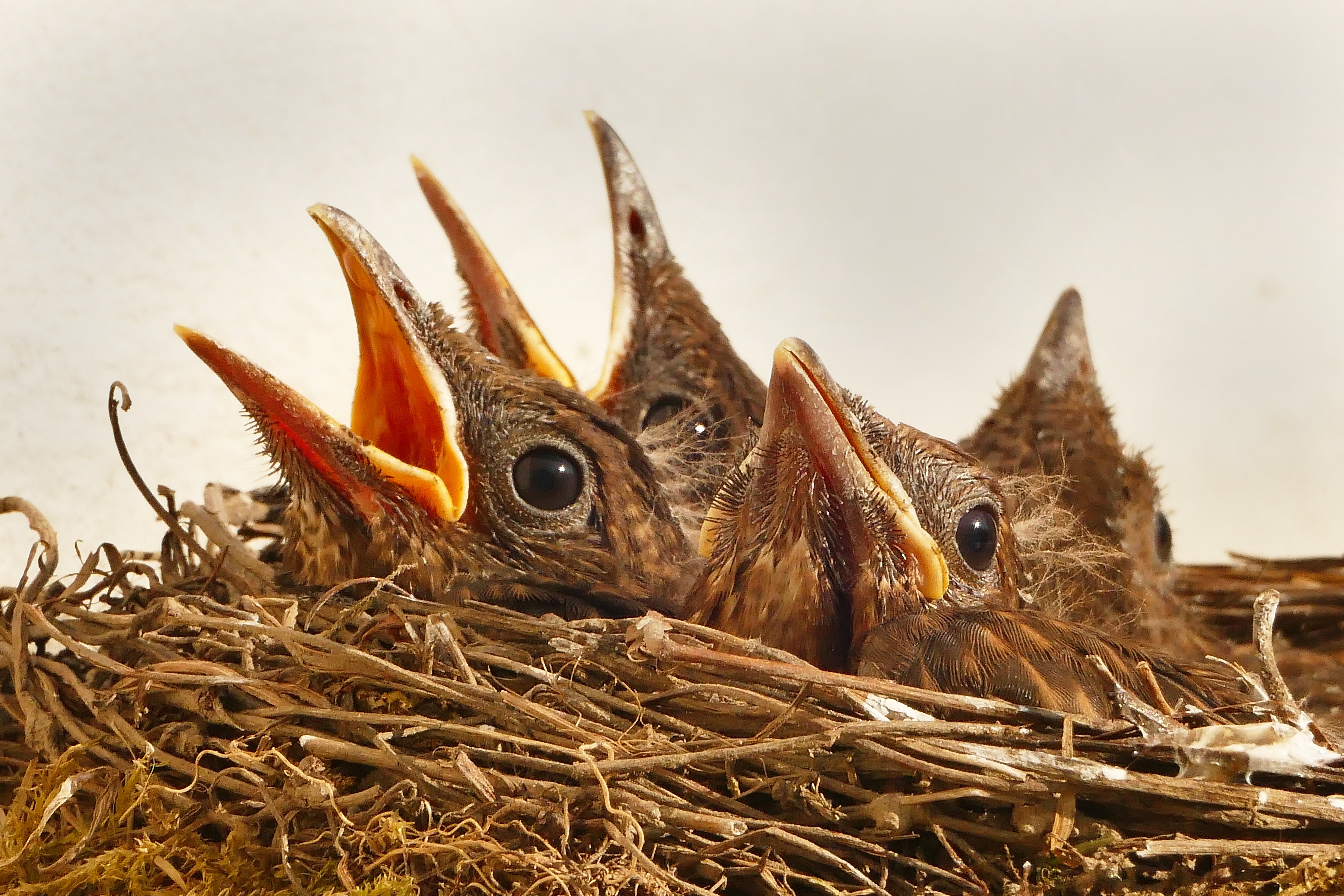 Not Fun Facts - bird nest with chicks
