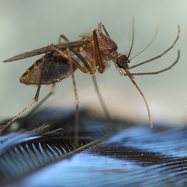 Not Fun Facts - mosquito encephalitis - memateE