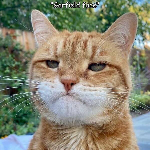 cool random pics - marley disappointed cat - "Garfield face"