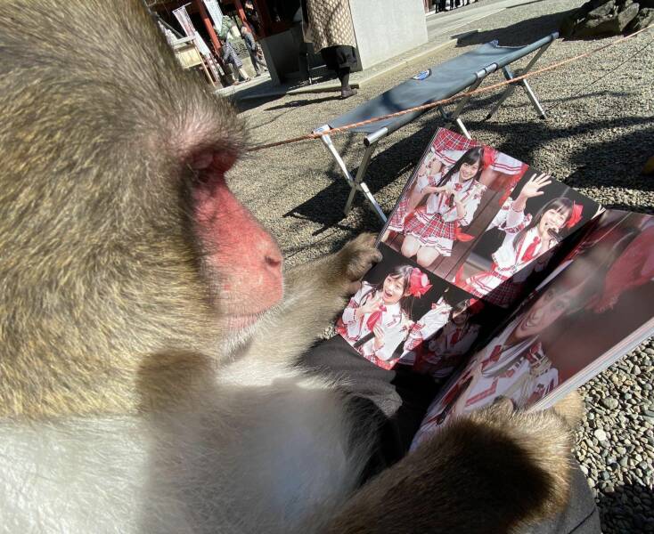 cool random pics - macaque