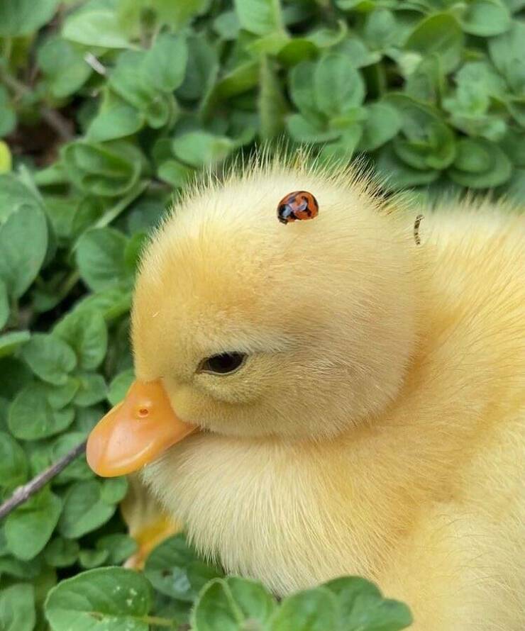 cool random pics - cute ducks