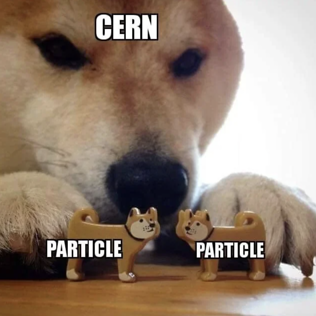 Dank Memes - doge playing with doge - Cern Particle Particle