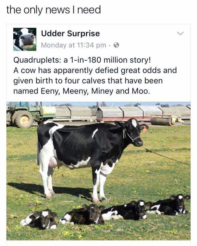random pics -  cow quadruplets - the only news I need Udder Surprise Monday at Quadruplets a 1in180 million story! A cow has apparently defied great odds and given birth to four calves that have been named Eeny, Meeny, Miney and Moo.