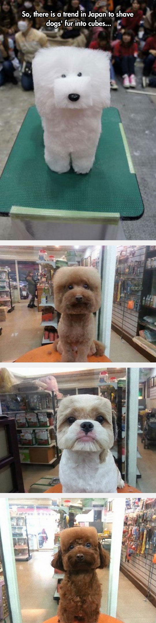 random pics -  square haircut dog - So, there is a trend in Japan to shave dogs' fur into cubes... 11