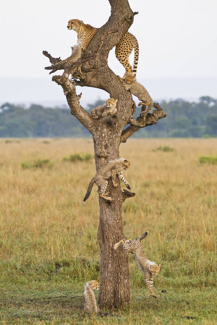random pics -  cheetah climbing tree with prey
