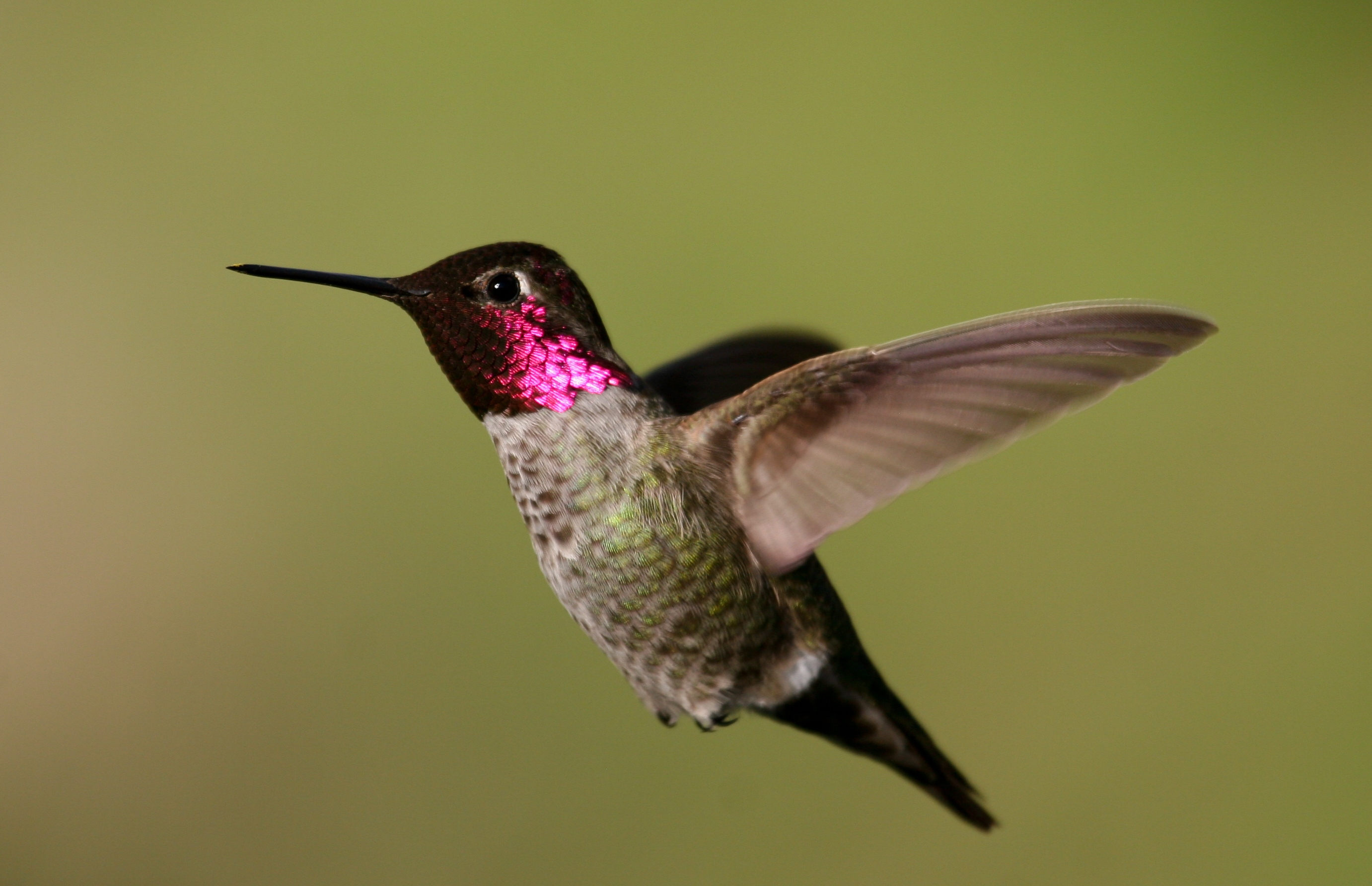 Obscure Facts - anna's hummingbird male