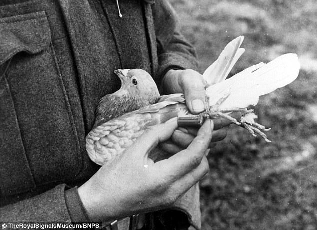 Obscure Facts - wwi messenger pigeon - TheRoyalSignals MuseumBnps