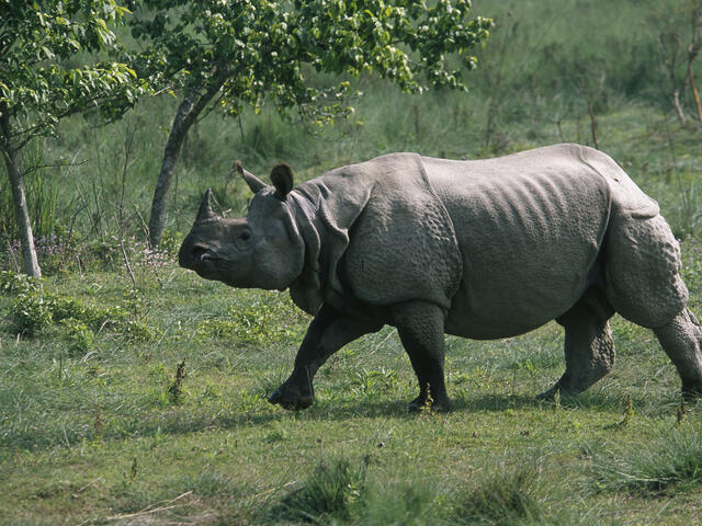 Obscure Facts - one horned rhinoceros