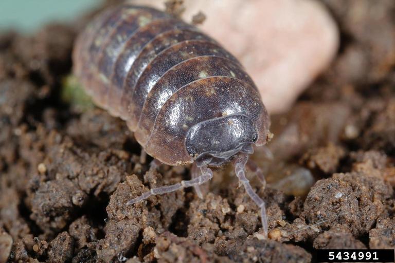 Obscure Facts - pill bug