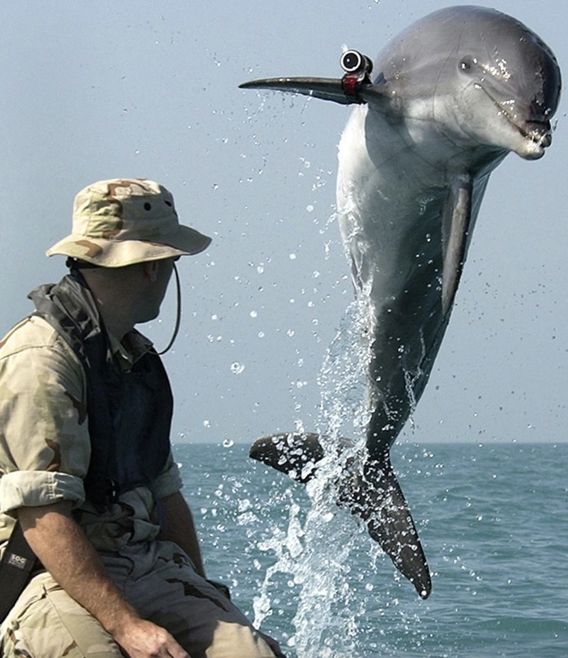 Obscure Facts - military dolphins - 12