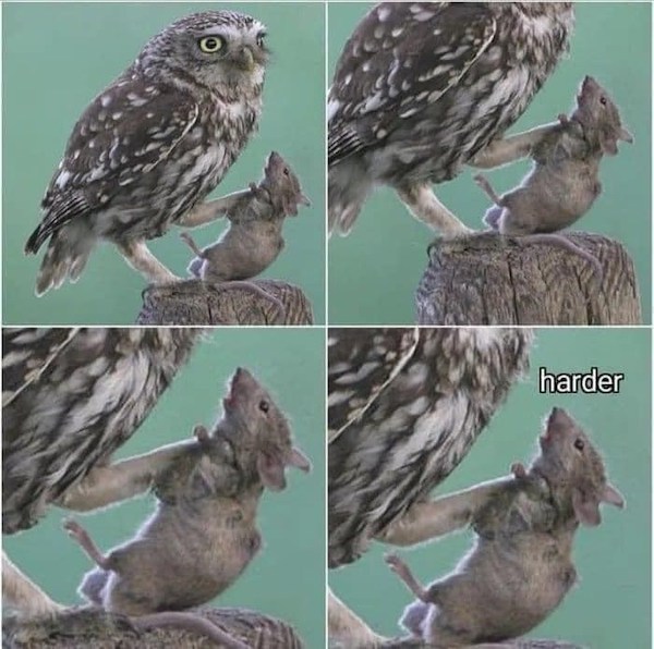 harder meme bird - harder