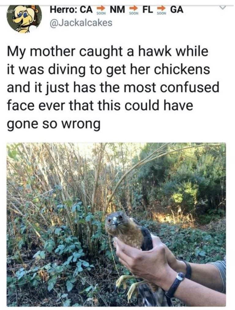 monday morning randomness - mom catches hawk diving for chickens - Herro Ca Nm Fl Ga Soon Soon Soon My mother caught a hawk while it was diving to get her chickens and it just has the most confused face ever that this could have gone so wrong