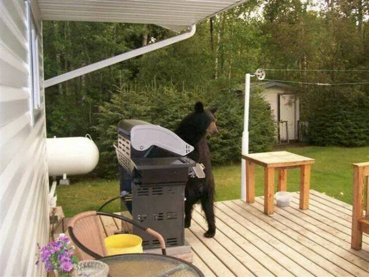 awesome random pics - grilling bear