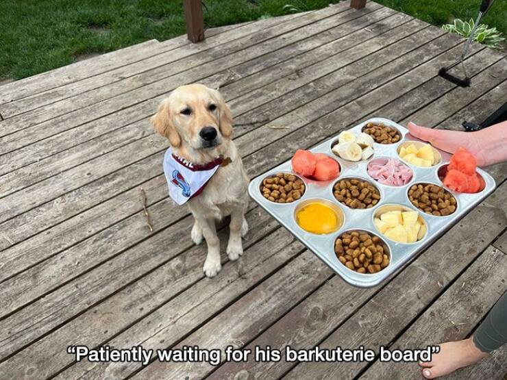 awesome random pics - dog - "Patiently waiting for his barkuterie board"
