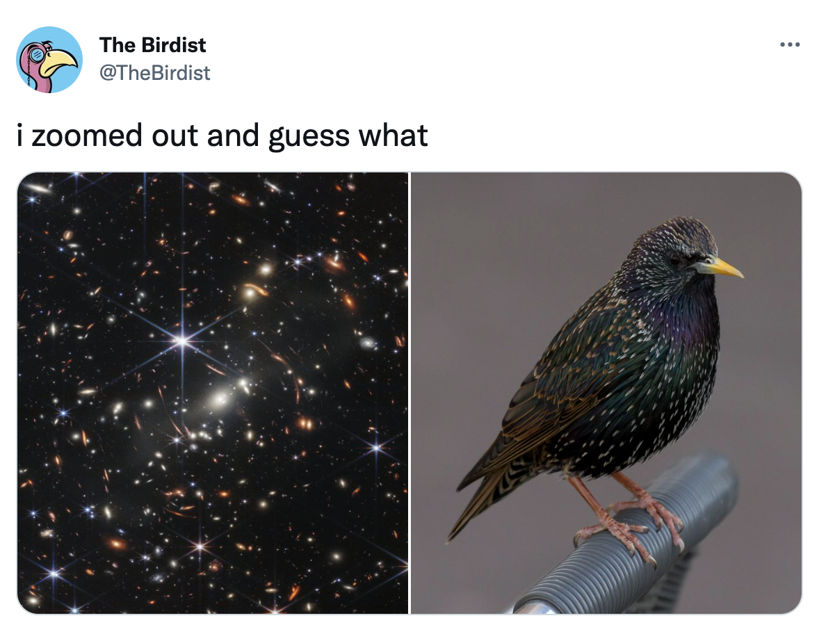 James Webb Telescope Memes - starling bird - The Birdist i zoomed out and guess what