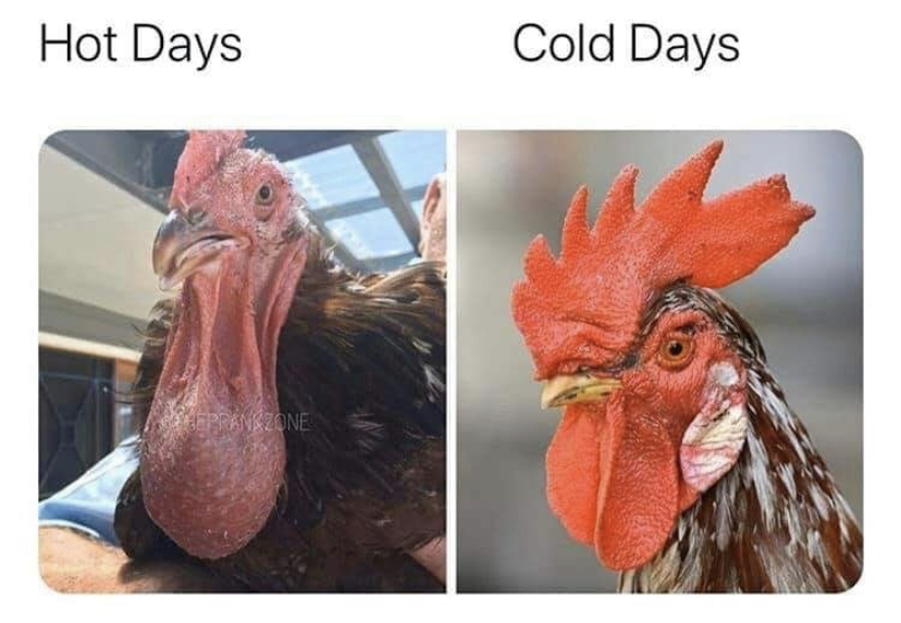 dank memes - hot days cold days meme - Hot Days Heppankzone Cold Days