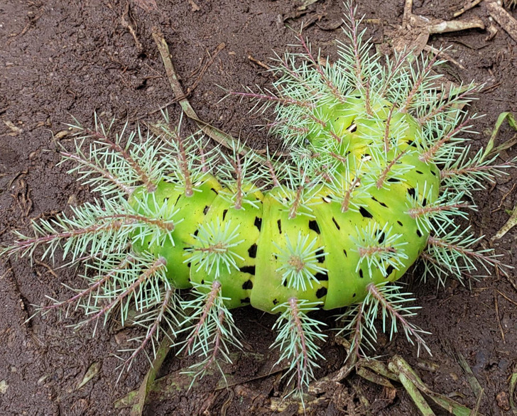 fascinating photos - caterpillar