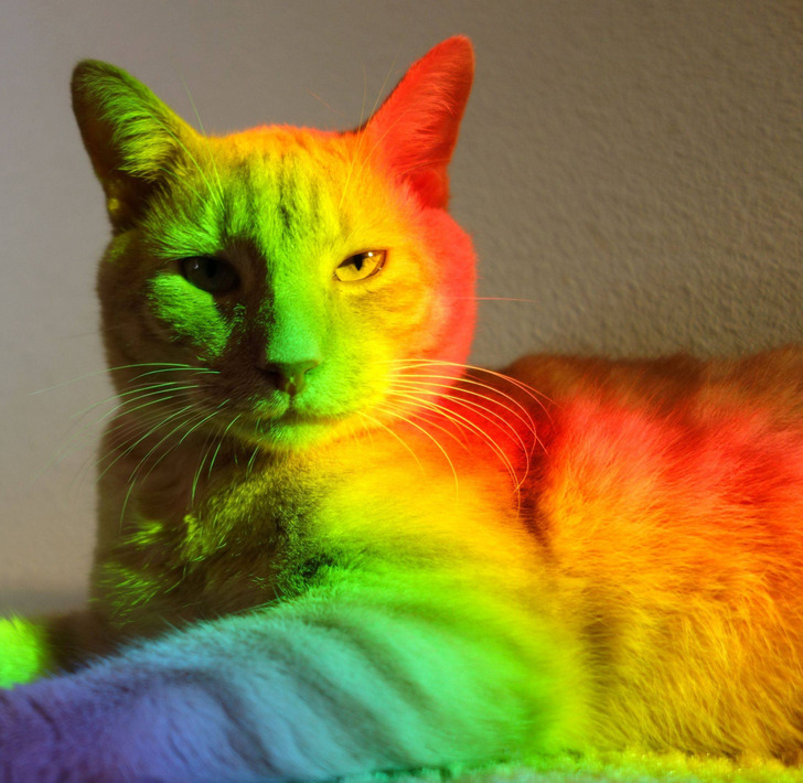 fascinating photos - rainbow cat gif