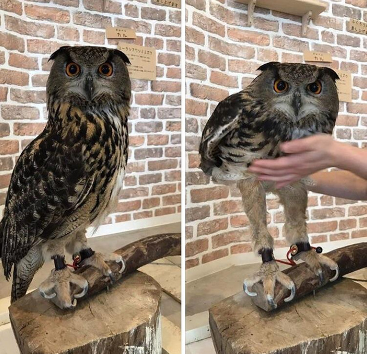 fascinating photos - do owls have long legs - 4217ALLAGT Se? www 875 2