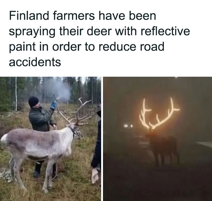 Humans of Capitalism - propagação da luz - Finland farmers have been spraying their deer with reflective paint in order to reduce road accidents tut