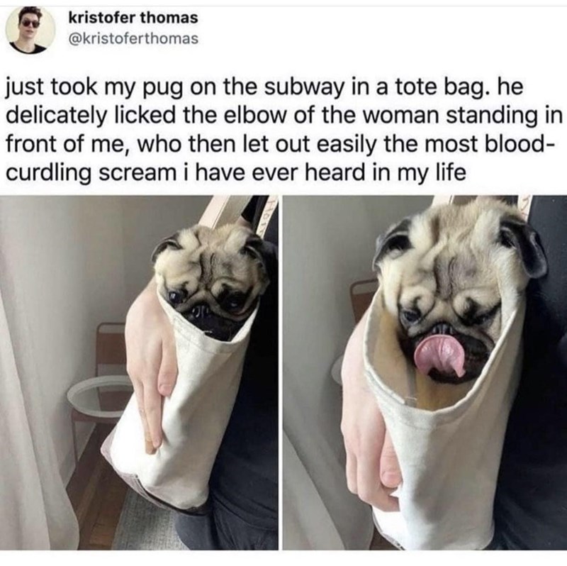 random photos and pics - pug - kristofer thomas just took my pug on the subway in a tote bag. he delicately licked the elbow of the woman standing in front of me, who then let out easily the most blood curdling scream i have ever heard in my life