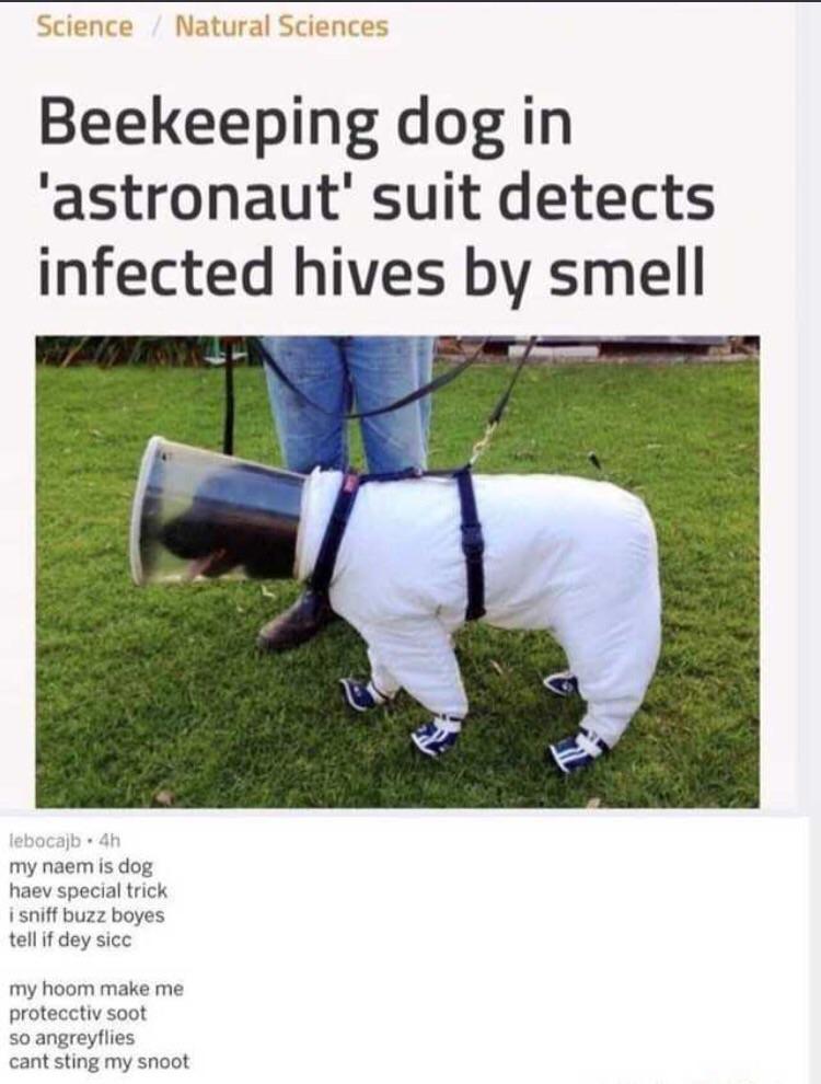 random photos and pics - natural science meme - Science Natural Sciences Beekeeping dog in 'astronaut' suit detects infected hives by smell lebocajb4h my naem is dog haev special trick i sniff buzz boyes tell if dey sicc my hoom make me protecctiv soot so