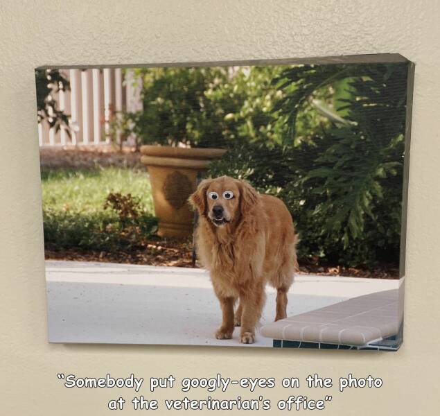 random photos - dog - "Somebody put googlyeyes on the photo at the veterinarian's office"