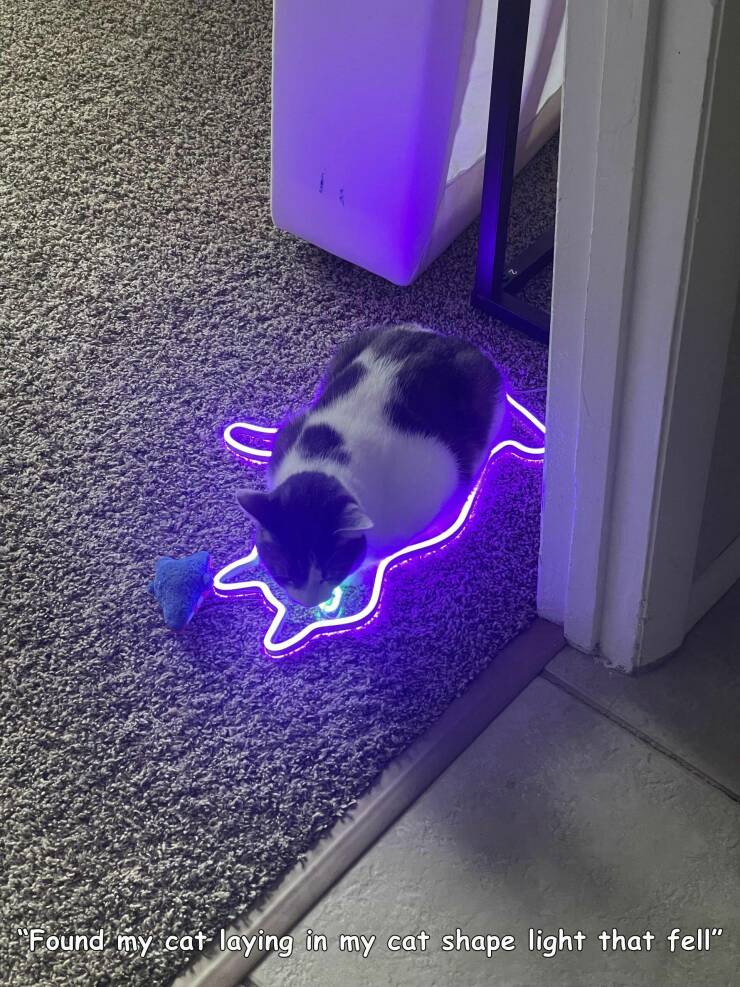 random photos - cat - U Found my cat laying in my cat shape light that fell"