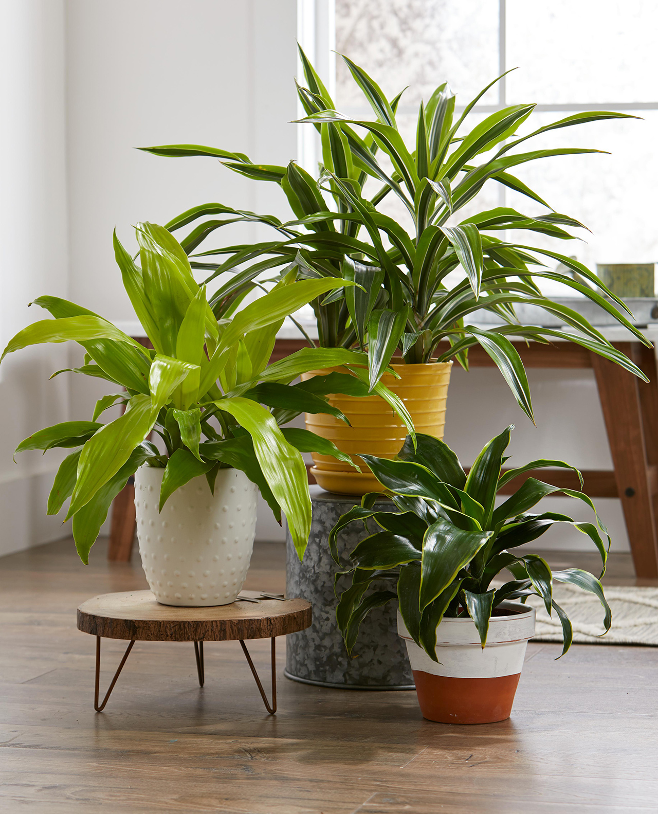 Things That Were Lame as a Teen, But Dope as an Adult - mature houseplants