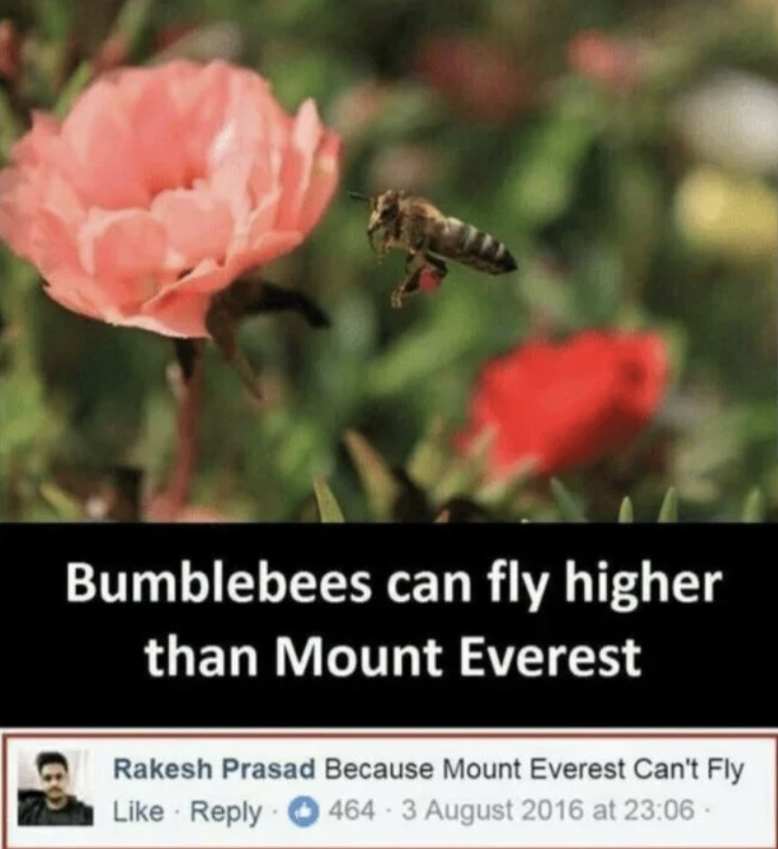 Pics That are Technically Not Wrong - can bumblebees fly higher than mount everest - Bumblebees can fly higher than Mount Everest Rakesh Prasad Because Mount Everest