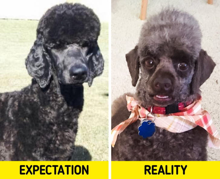 people having a bad day - dog - Expectation Reality