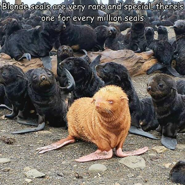 awesome random pics  - ginger fur seal - Blonde seals are very rare and special, there's one for every million seals