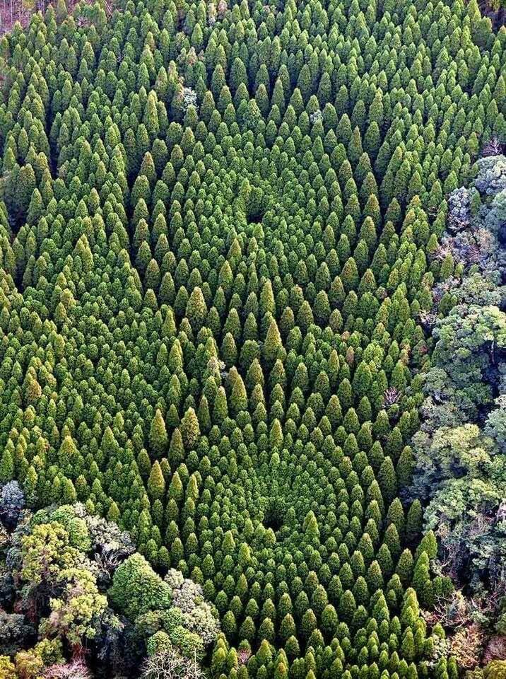 awesome random pics  - miyazaki prefecture forest japan