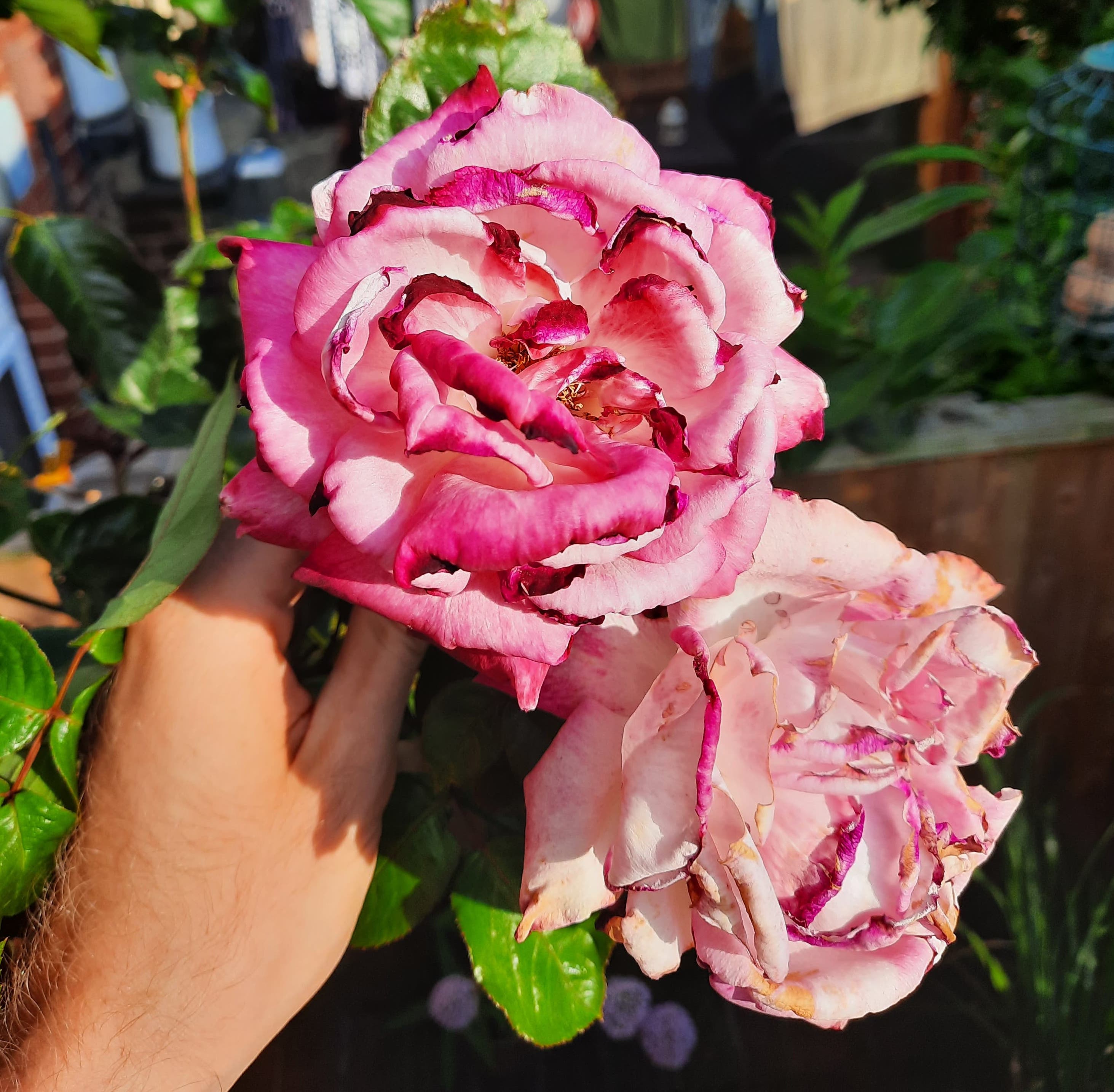 2022 Summer Heatwave Picutres - garden roses
