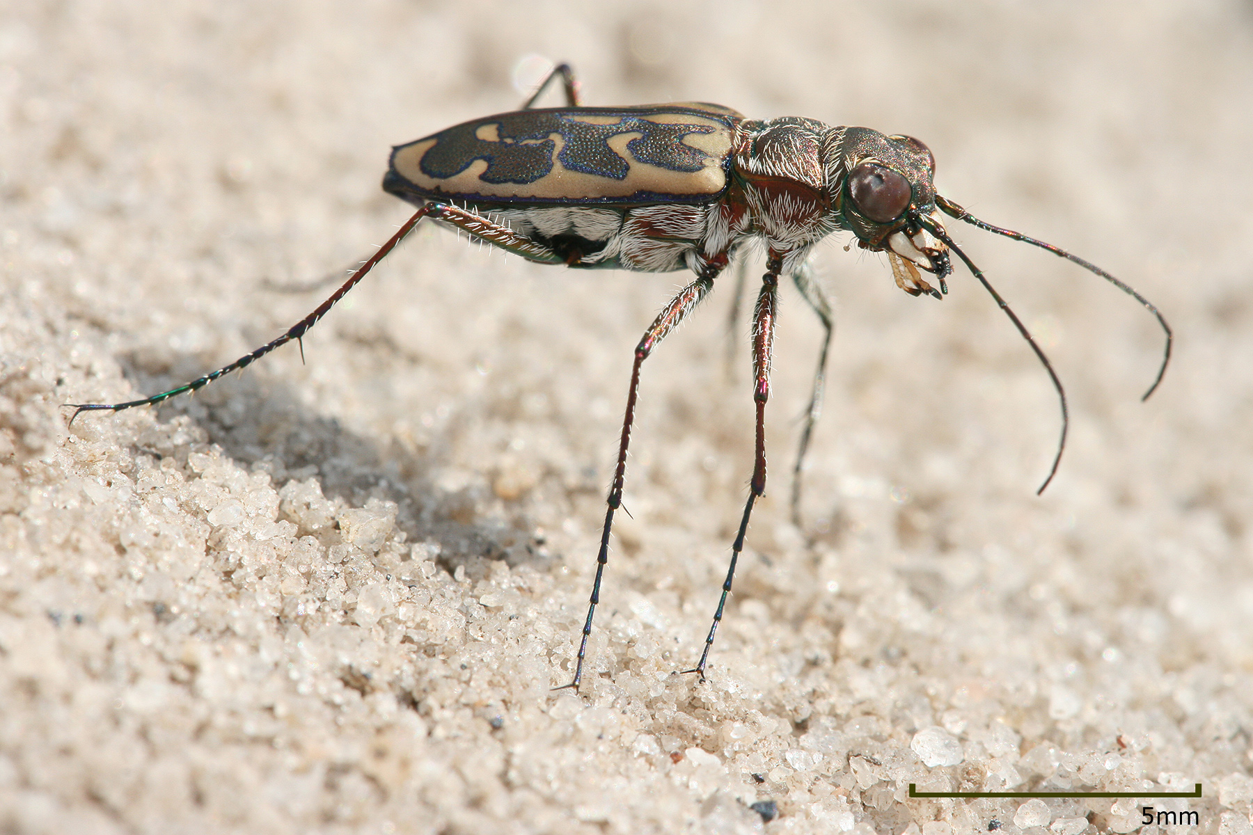 Fun Facts You Didn't Ask For - tiger beetle - 5mm