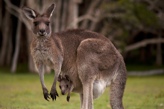 Fun Facts You Didn't Ask For - kangaroo mammal