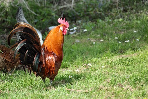 Fun Facts You Didn't Ask For - whats a male chicken called