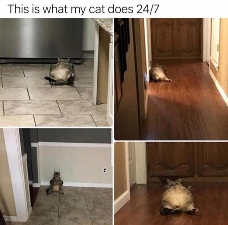 funny memes and random tweets - floor - This is what my cat does 247