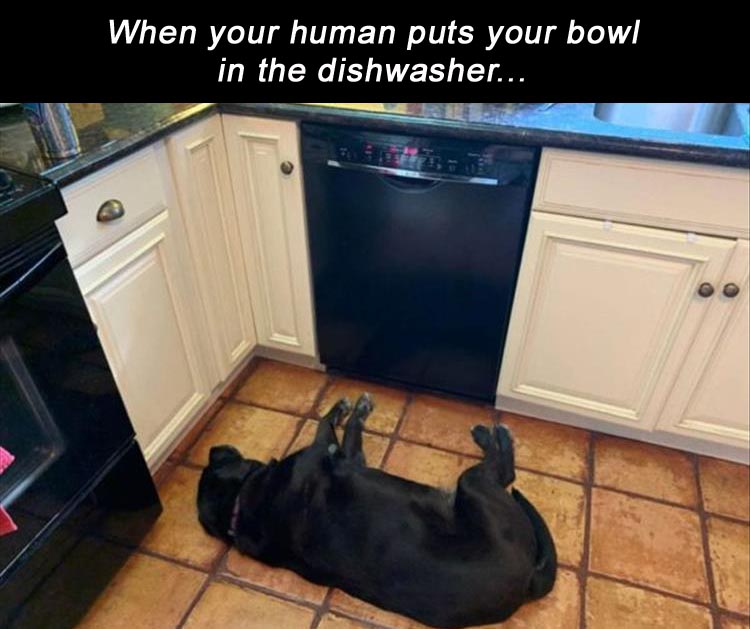 funny memes and random tweets - what's wrong with your dog - When your human puts your bowl in the dishwasher...