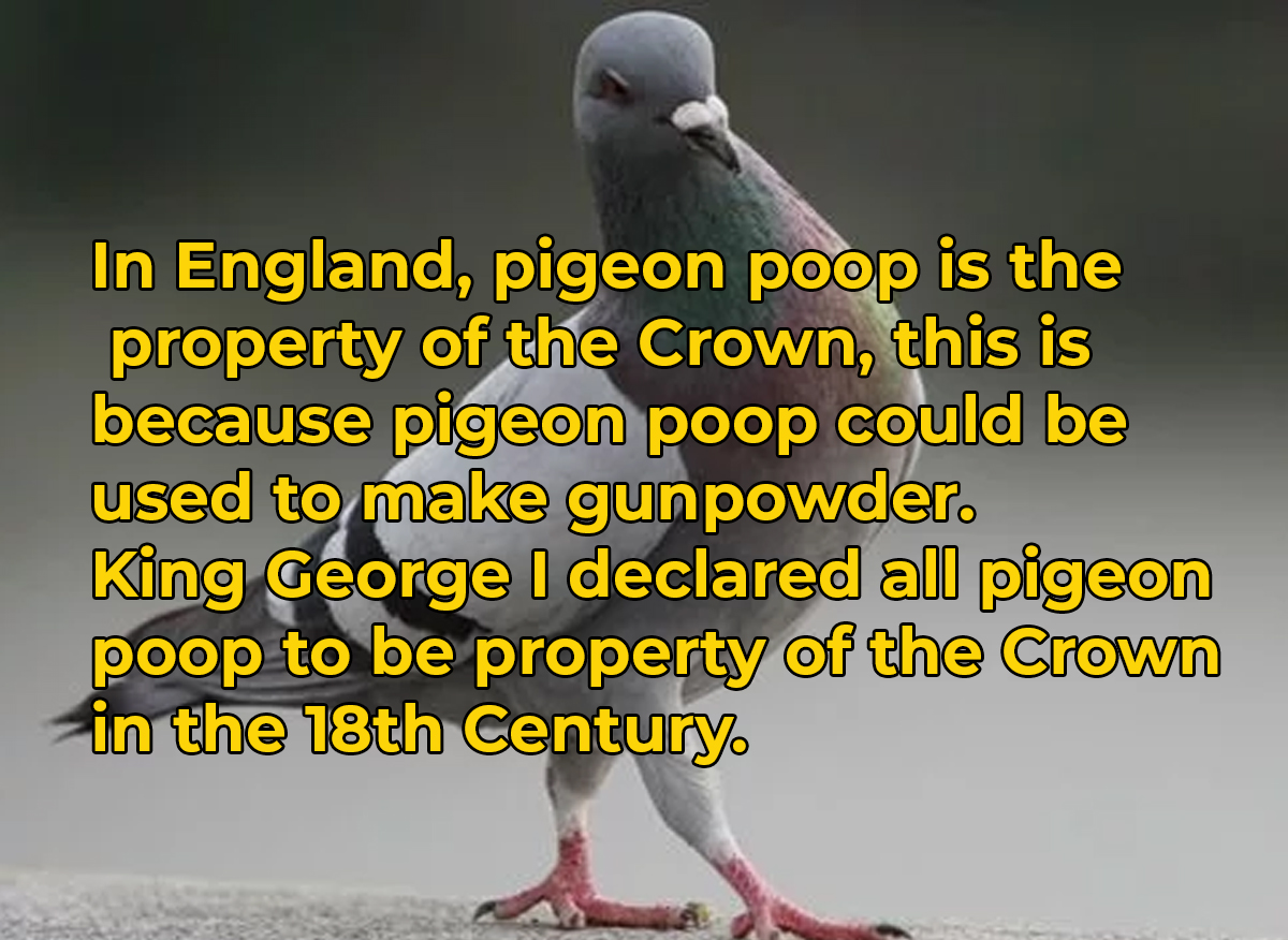 crazy and wtf facts - In England, pigeon poop is the property of the Crown, this is because pigeon poop could be used to make gunpowder. King George I declared all pigeon poop to be property of the Crown in the 18th Century.